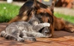 «Как Кошка с Собакой»